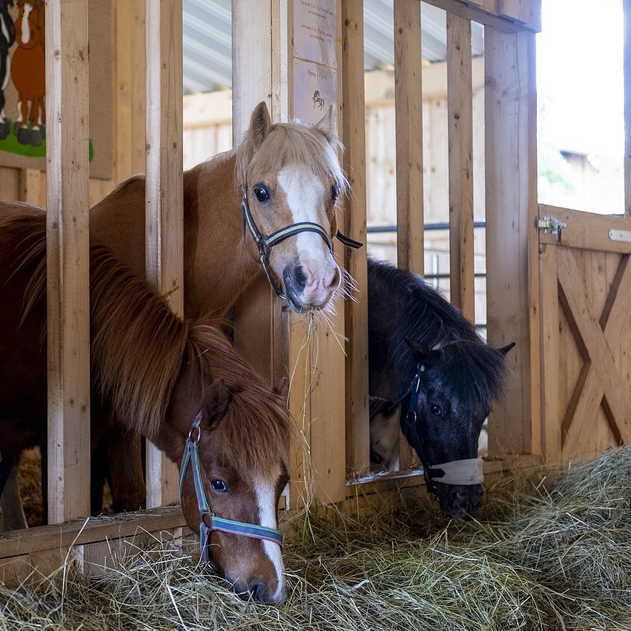 Hof Hardthöhe - Urlaub auf dem Bauernhof, Ponyarena
