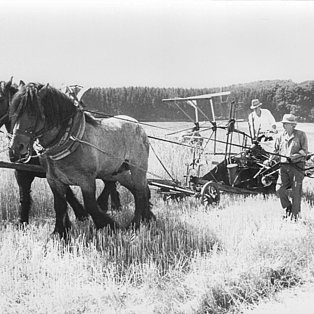 Ferienhof Hardthöhe - Urlaub auf dem Bauernhof, Ernte mit Pferdepflug