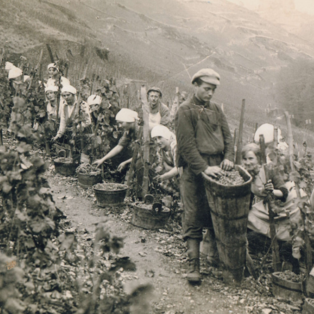 Ferienhof Hardthöhe - Urlaub auf dem Bauernhof, Weinlese