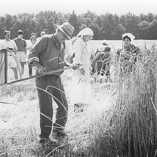 Ferienhof Hardthöhe - Urlaub auf dem Bauernhof, Ernte mit Sense