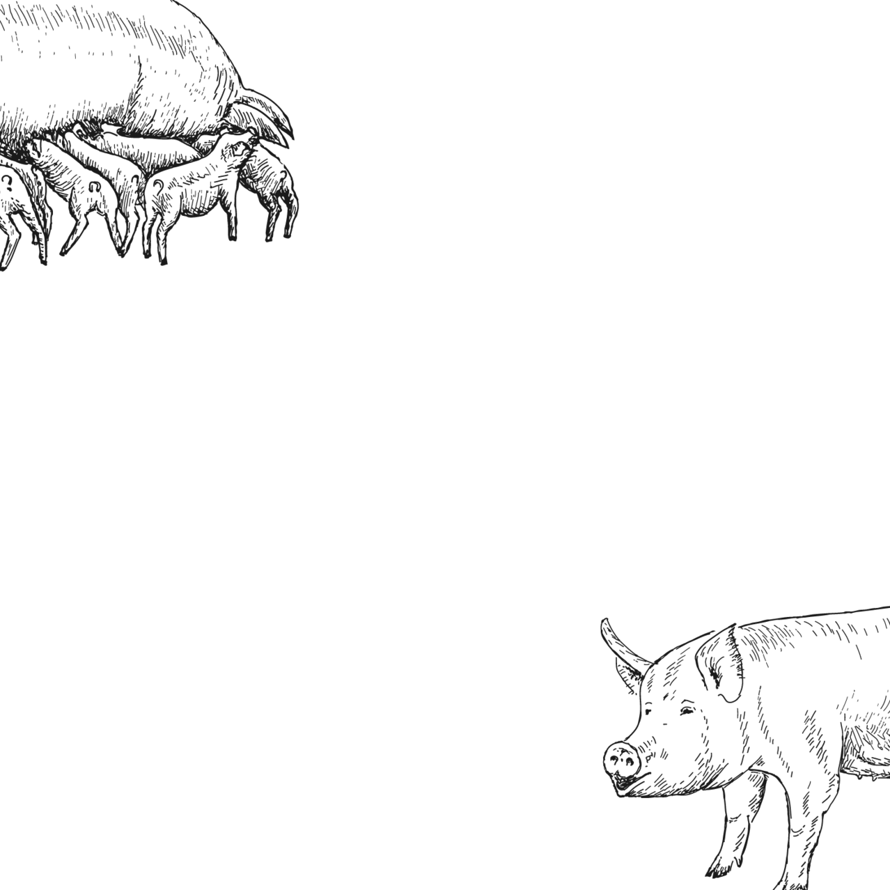 Ferienhof Hardthöhe- Urlaub auf dem Bauernhof, Kaligrafie Schweine